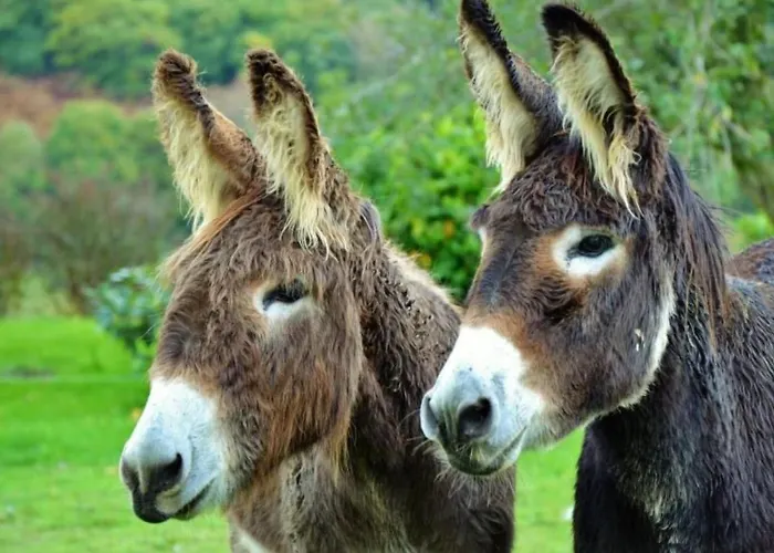 Mondarrain By Interhome Lejlighed Louhossoa